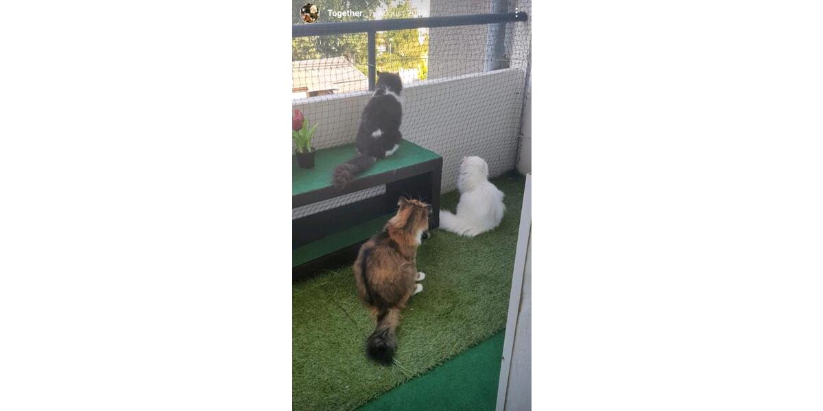 Etagenwohnung Neuss - 1 Zimmer, 25 m&sup2;, 200&euro; | Angebot:24532103