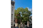 Dachgeschoßwohnung Köln Ehrenfeld - 2 Zimmer, 50 m&sup2;, 1.200&euro; | Angebot:26664016