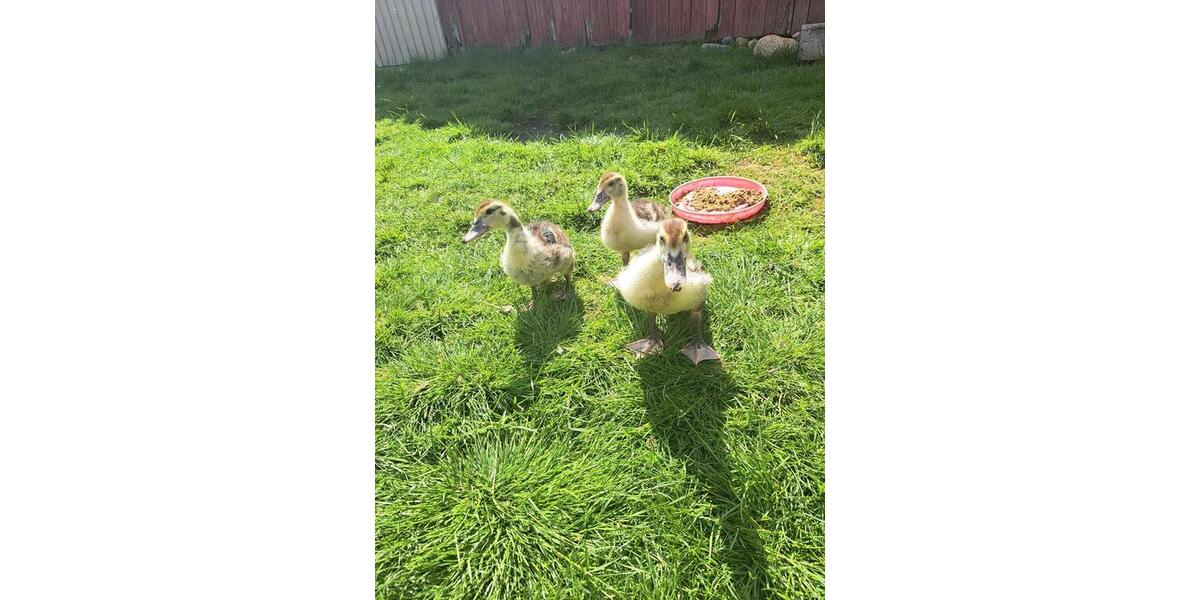 Bauernhaus, Landhaus Solingen Central - 150.000&euro; | Angebot:26022339