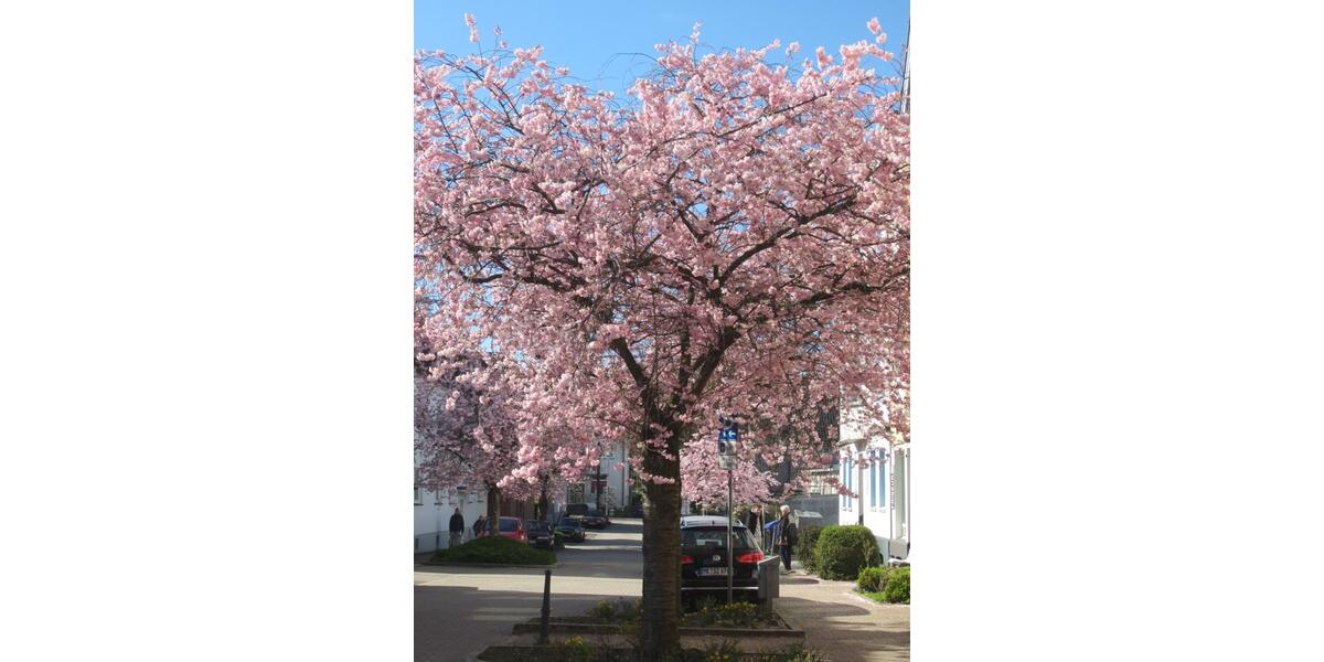 Loft - Studio - Atelier Haan - 1 Zimmer, 114 m&sup2;, 750&euro; | Angebot:25887289