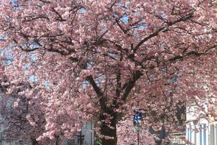 Wohnung Haan - 1 Zimmer, 114 m&sup2;, 750&euro; | Angebot:25887289