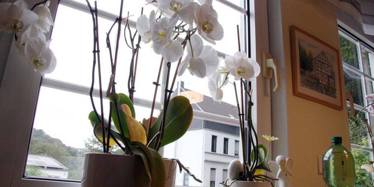Einfamilienhaus Solingen Solingen-Mitte - 5 Zimmer, 102 m&sup2;, 258.000&euro; | Angebot:26684332