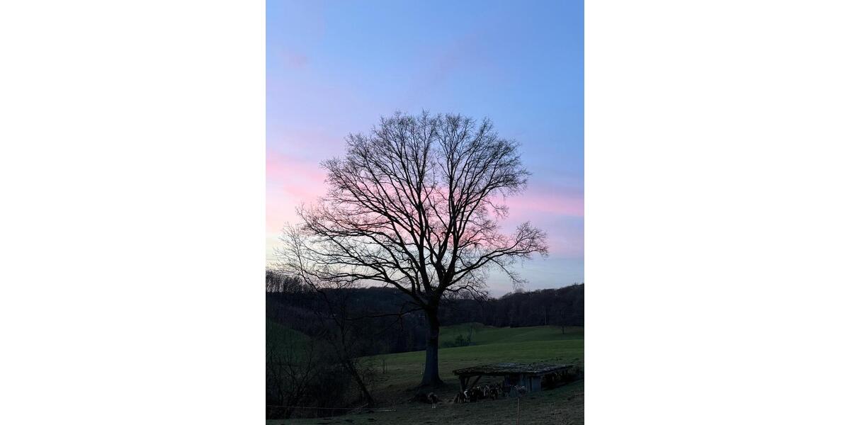 Erdgeschoßwohnung Odenthal - 4 Zimmer, 92 m&sup2;, 1.200&euro; | Angebot:26031715