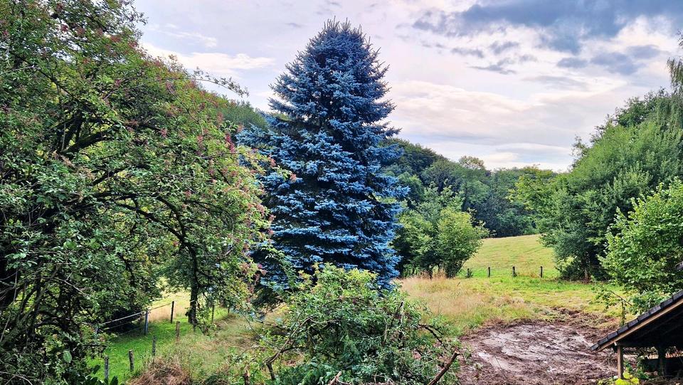 Einfamilienhaus Wermelskirchen - 8 Zimmer, 170 m&sup2;, 460.000&euro; | Angebot:26066033