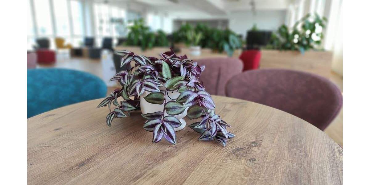 Gewerbeobjekt Neuss Grimlinghausen - 2.800&euro; | Angebot:25727663