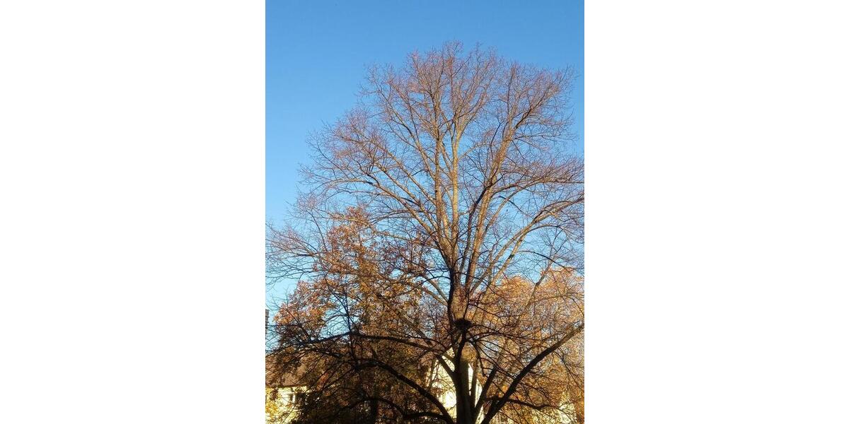 Etagenwohnung Köln Rodenkirchen - 3 Zimmer, 68 m&sup2;, 388.000&euro; | Angebot:24525341